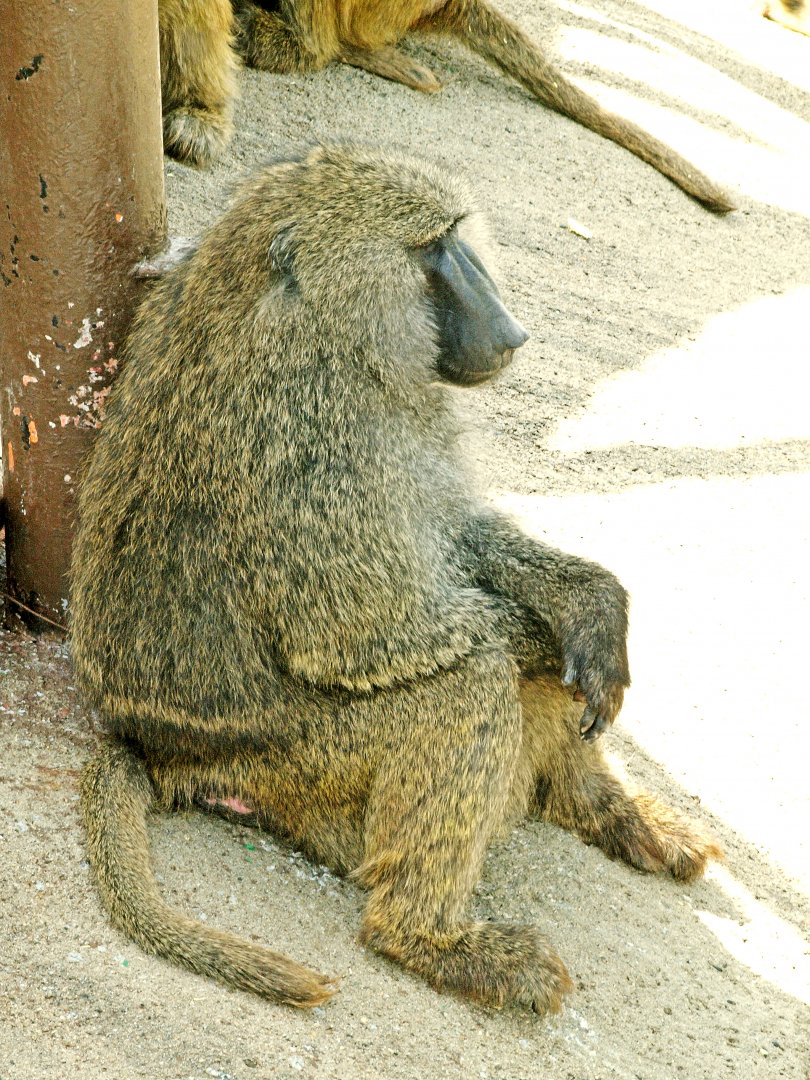 Anubis baboon