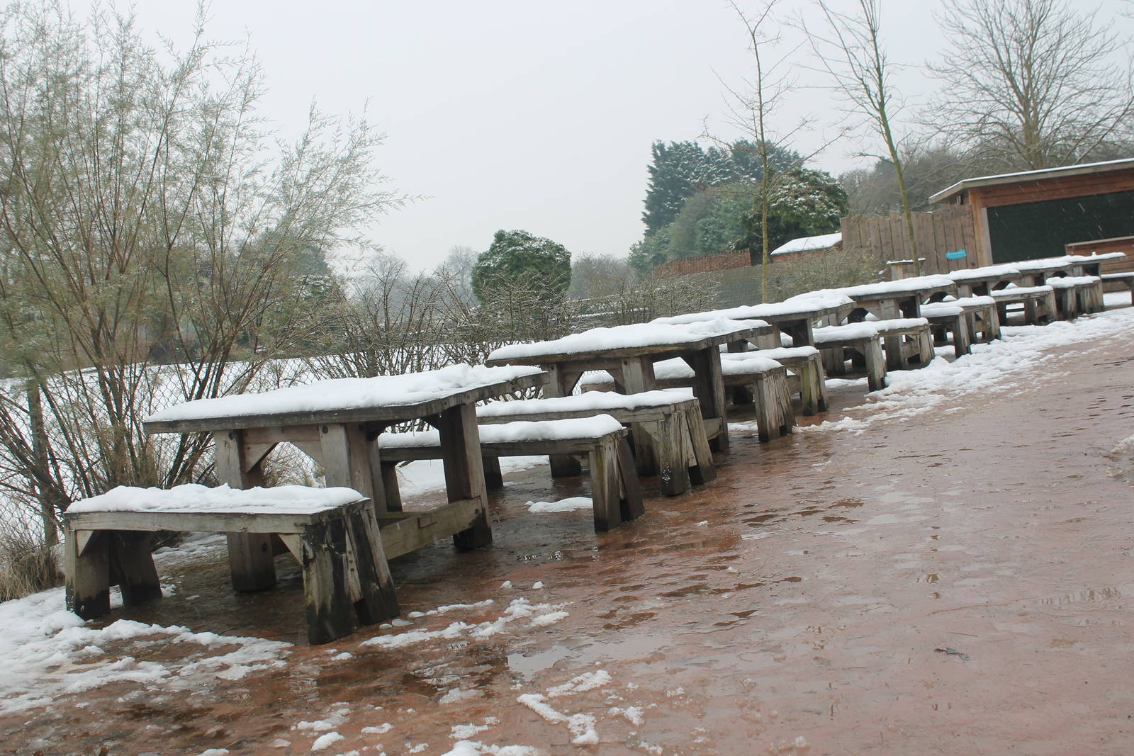 Anyone for a picnic? Chester Zoo 2013