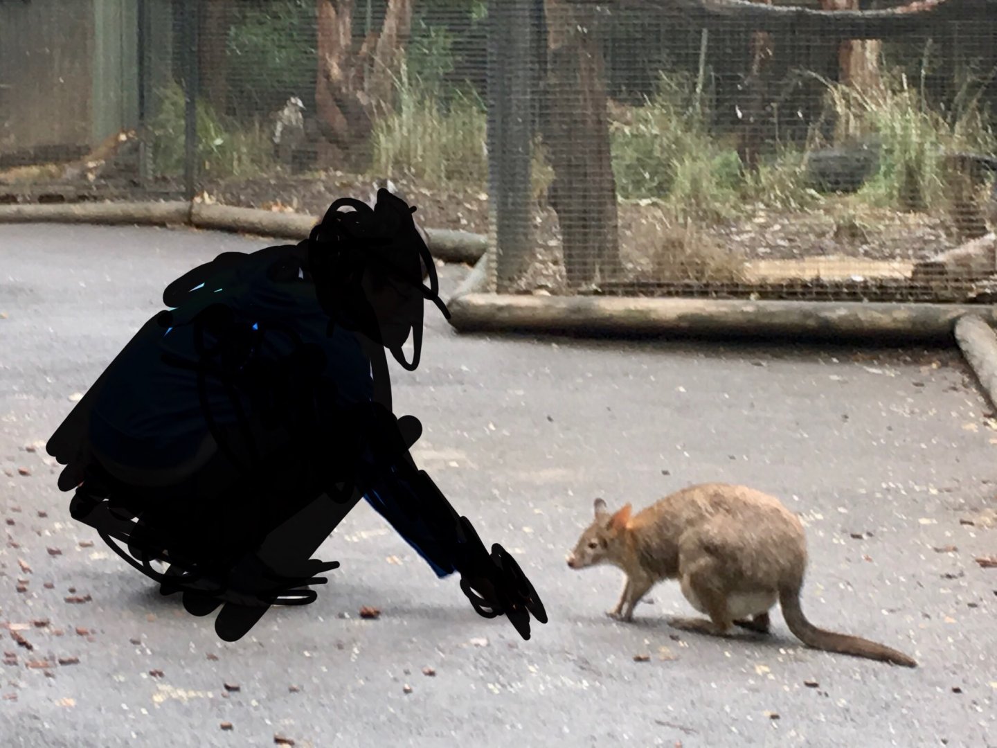 Anyone know what kind of animal this is?