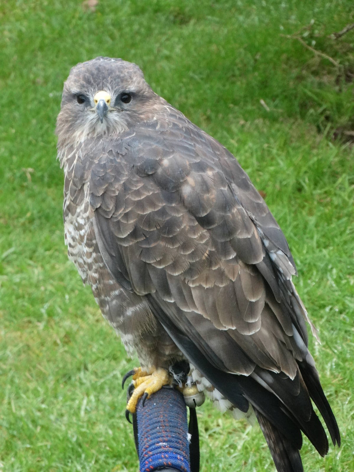 Anyone know what kind of bird this is?!