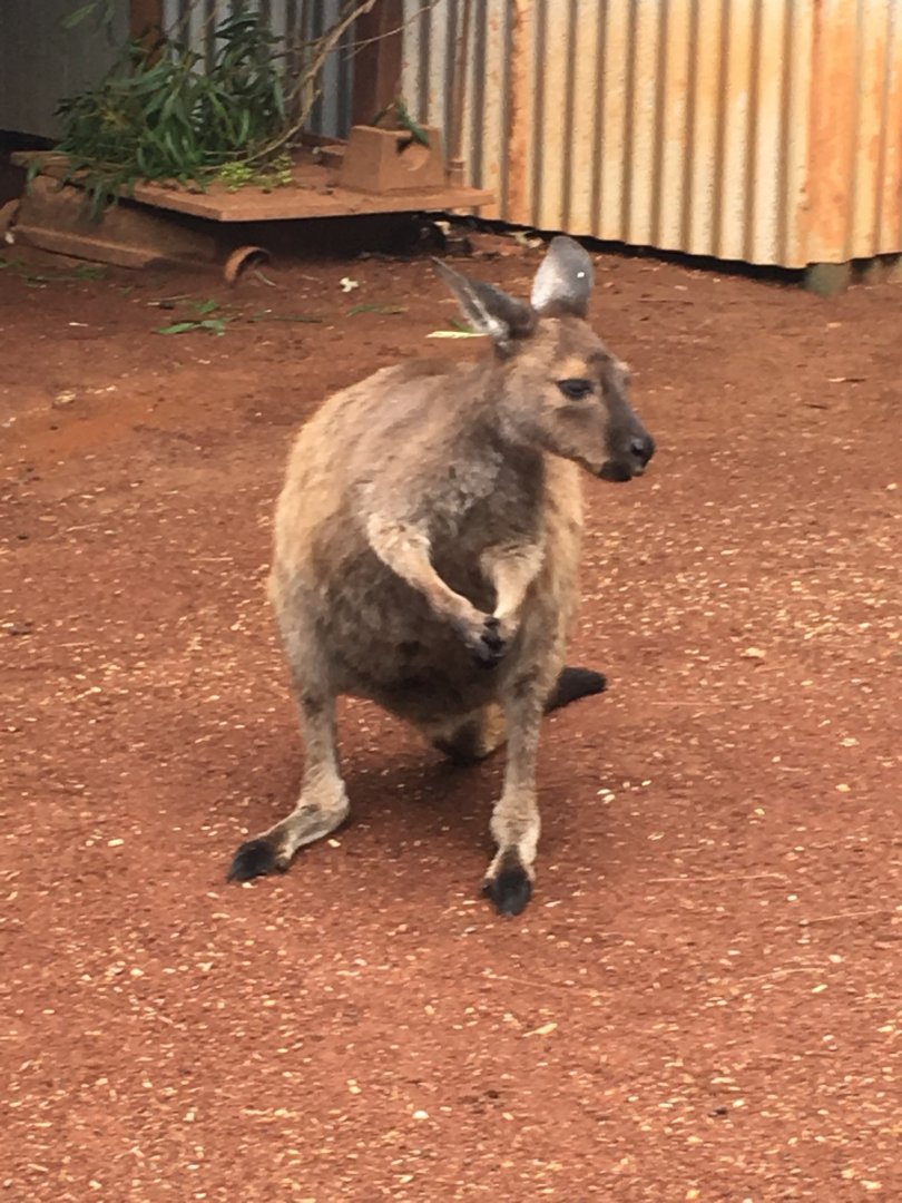 Anyone know what kind of wallaby this is?