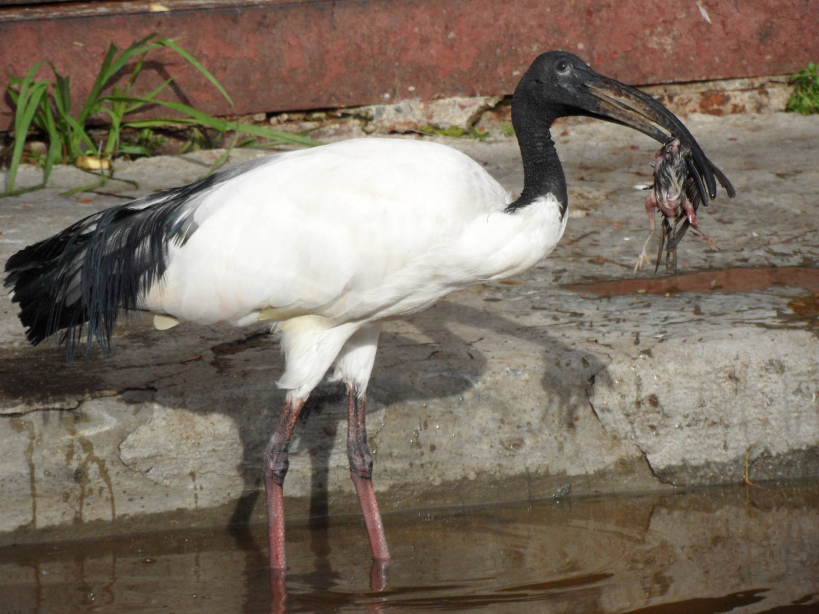 Anyone tell me please how should I swallow this?