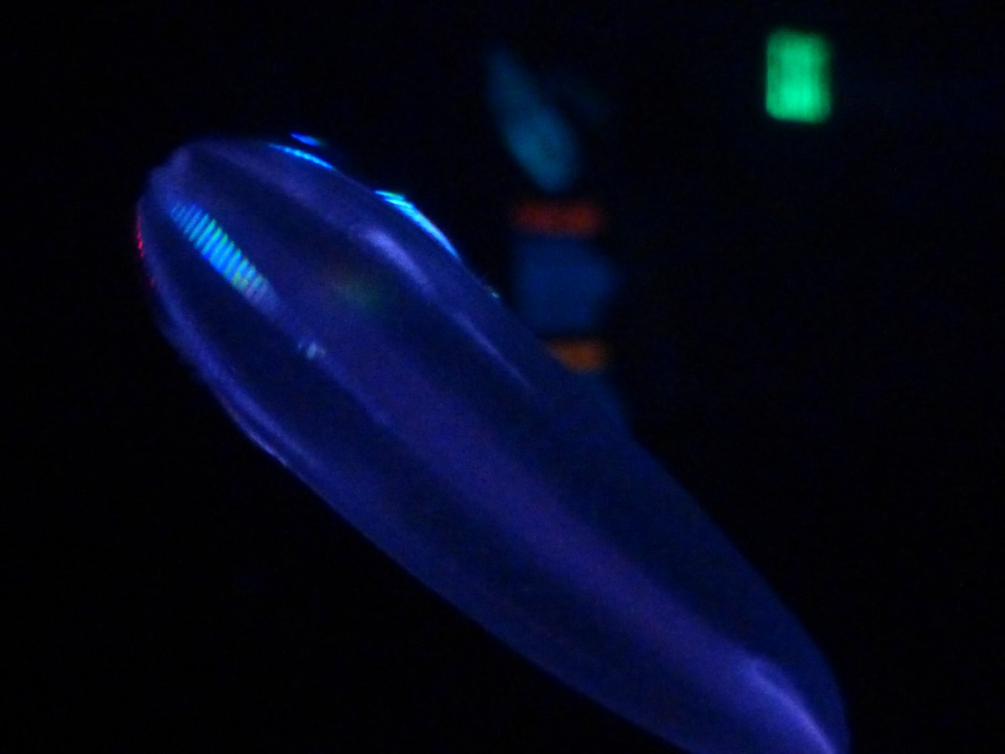 Anyssal comb jelly