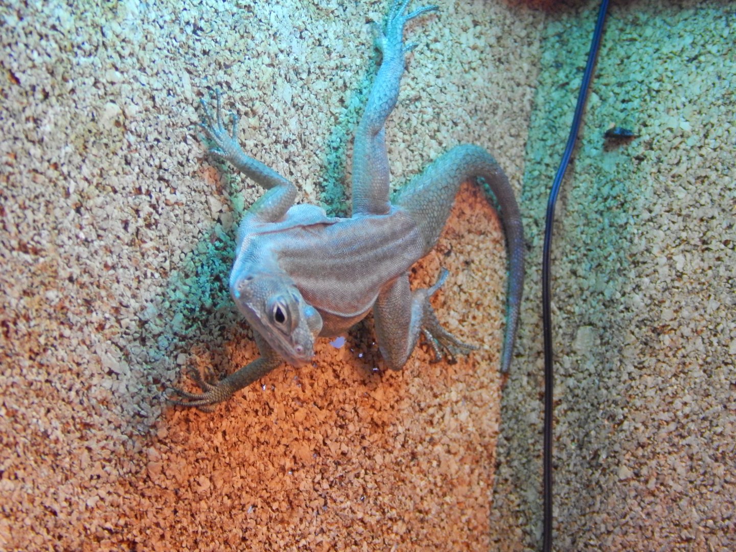 Anzamala Madagascar Swift (Oplurus fierinensis)