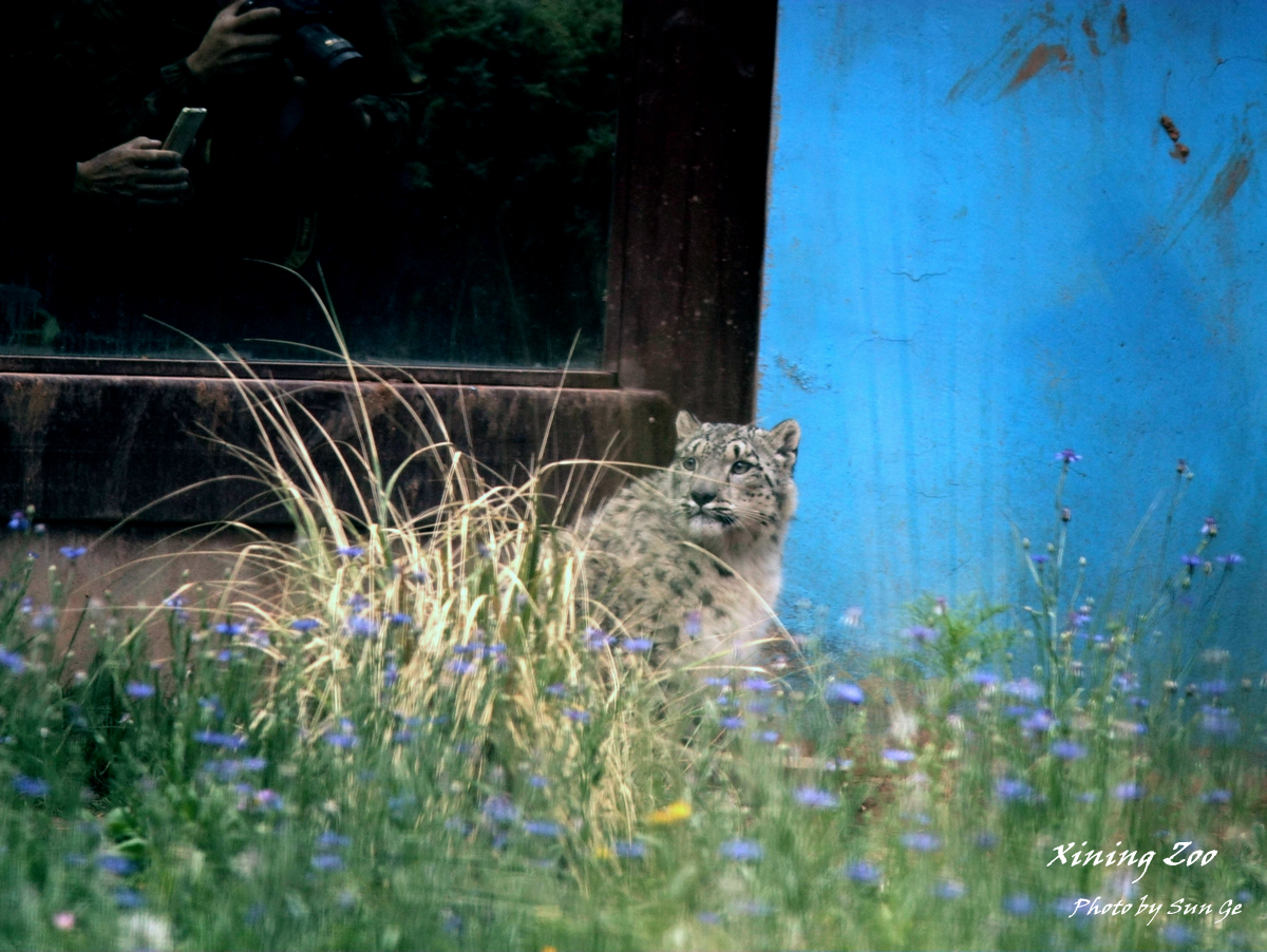 Ao Xue the snow leopard