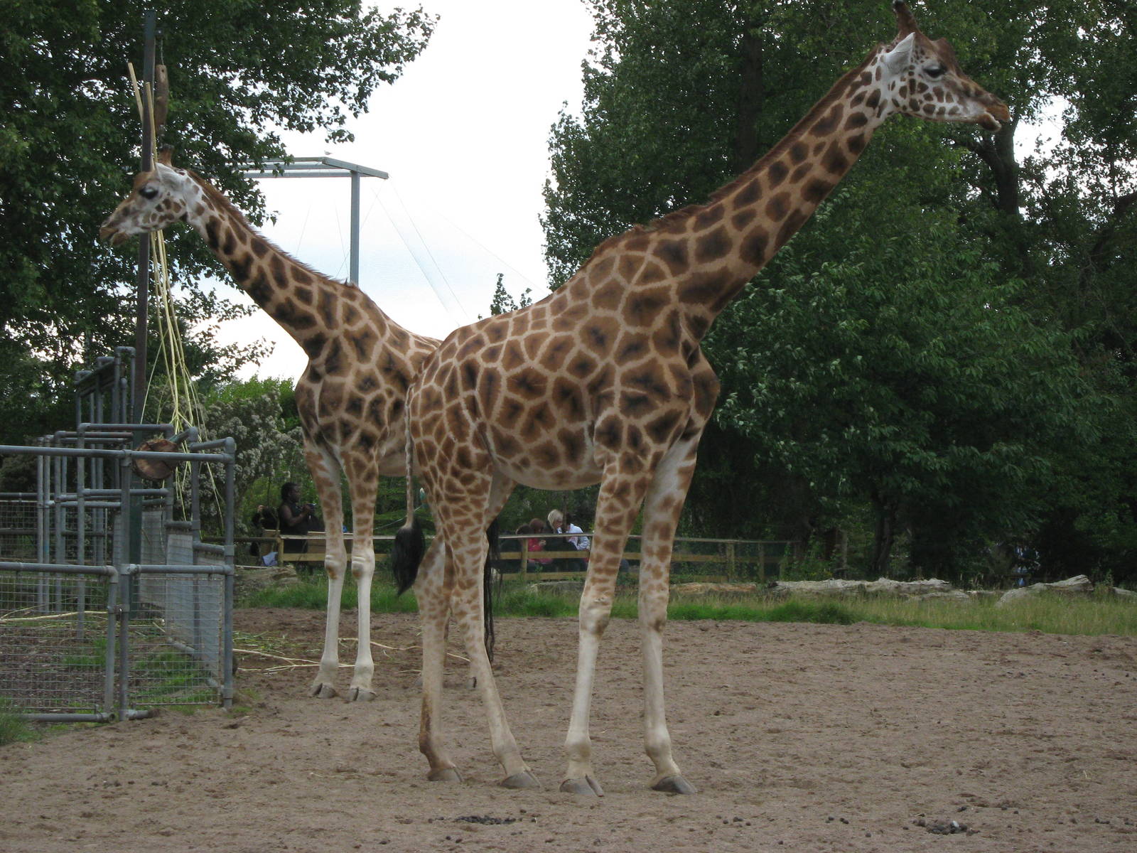 Aofie and Kelly giraffe 3.8.09