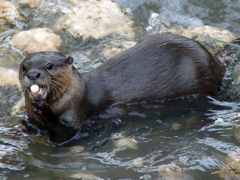 Aonyx (Amblonyx) cinereus / Oriental small-clawed otter