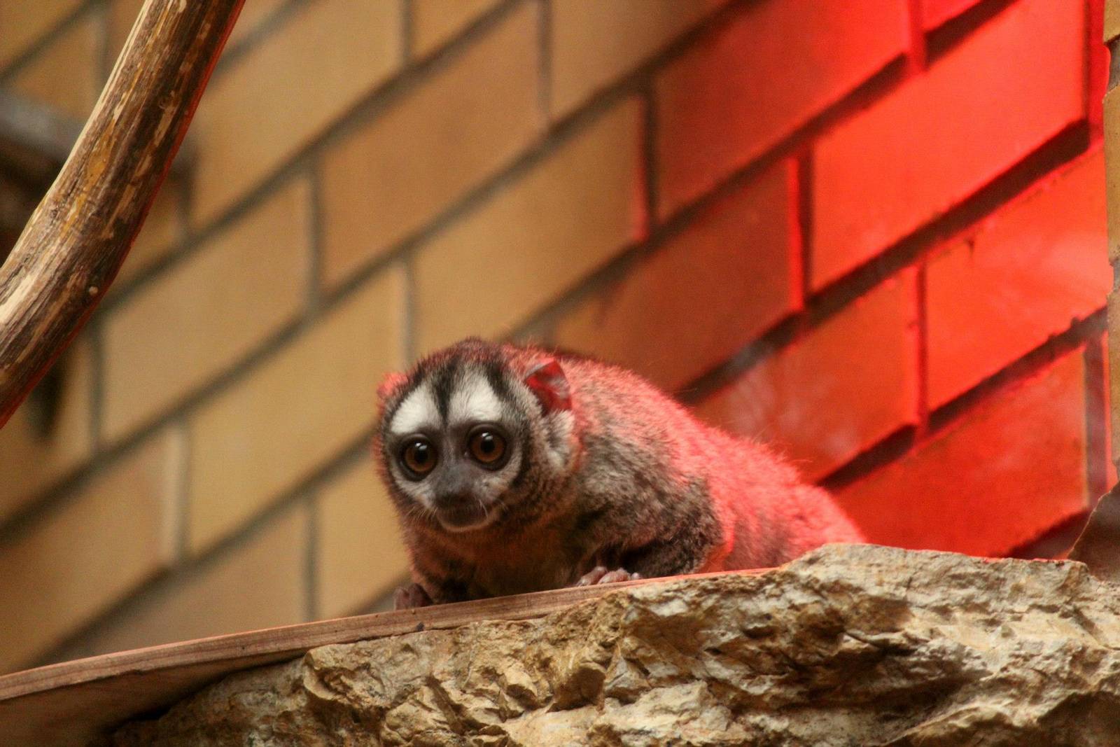 Aotus lemurinus griseimembra