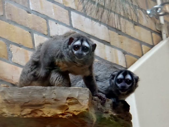 Aotus lemurinus griseimembra