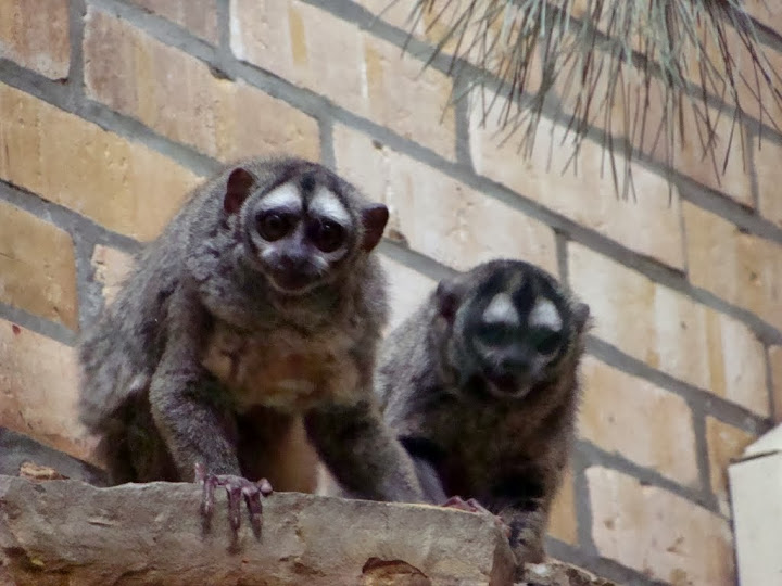 Aotus lemurinus griseimembra