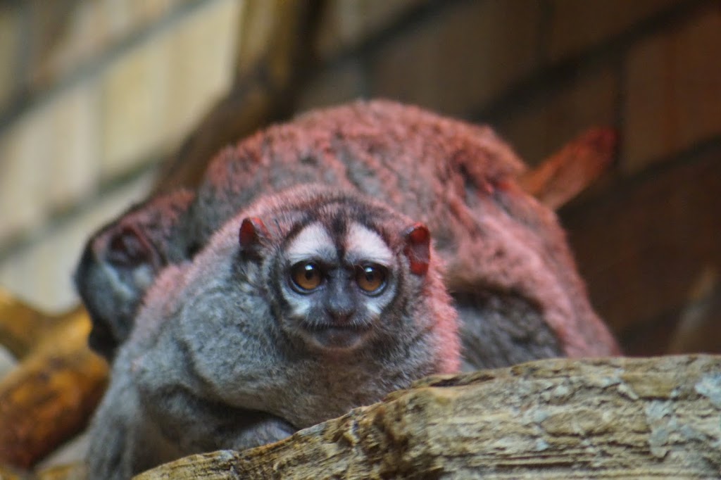 Aotus lemurinus griseimembra