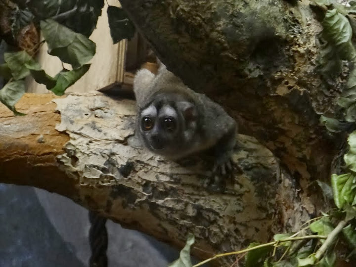 Aotus leomirus griseimembra