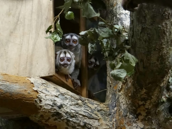 Aotus leomirus griseimembra