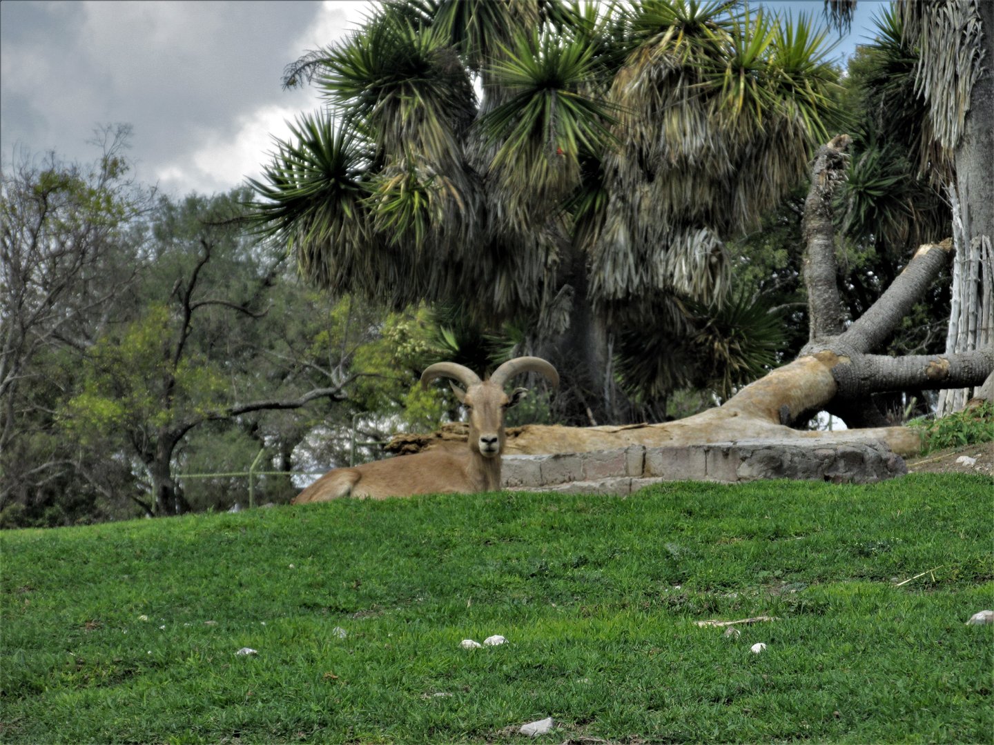 Aoudad Africam Safari