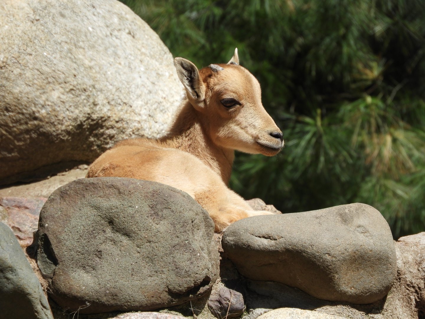 Aoudad (Ammotragus lervia) kid