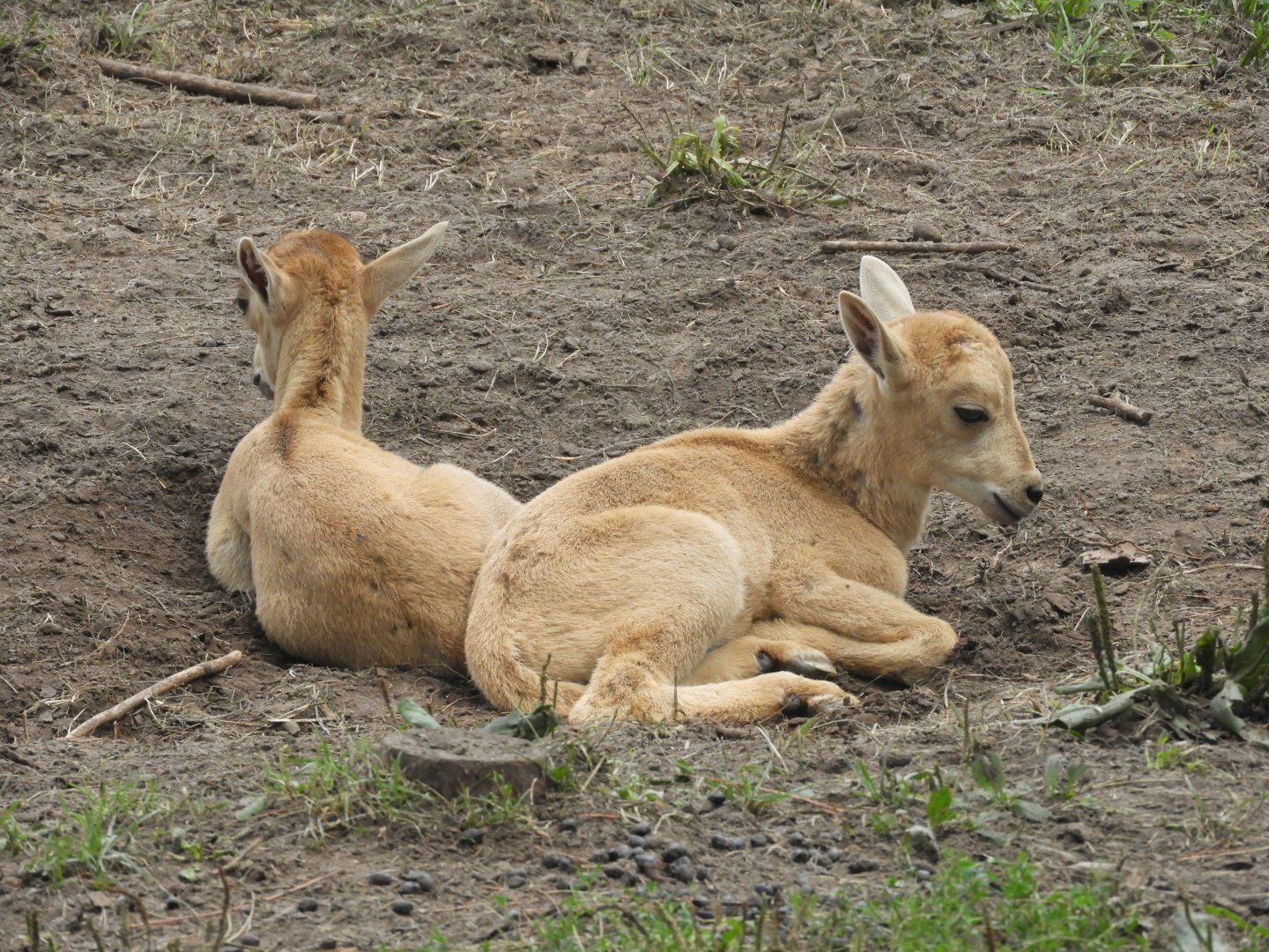 Aoudad (Ammotragus lervia) kids
