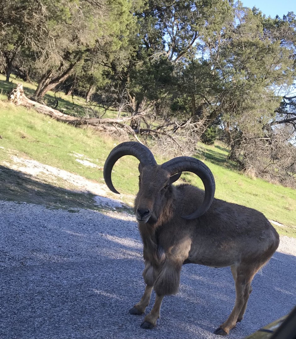 Aoudad (Ammotragus lervia)