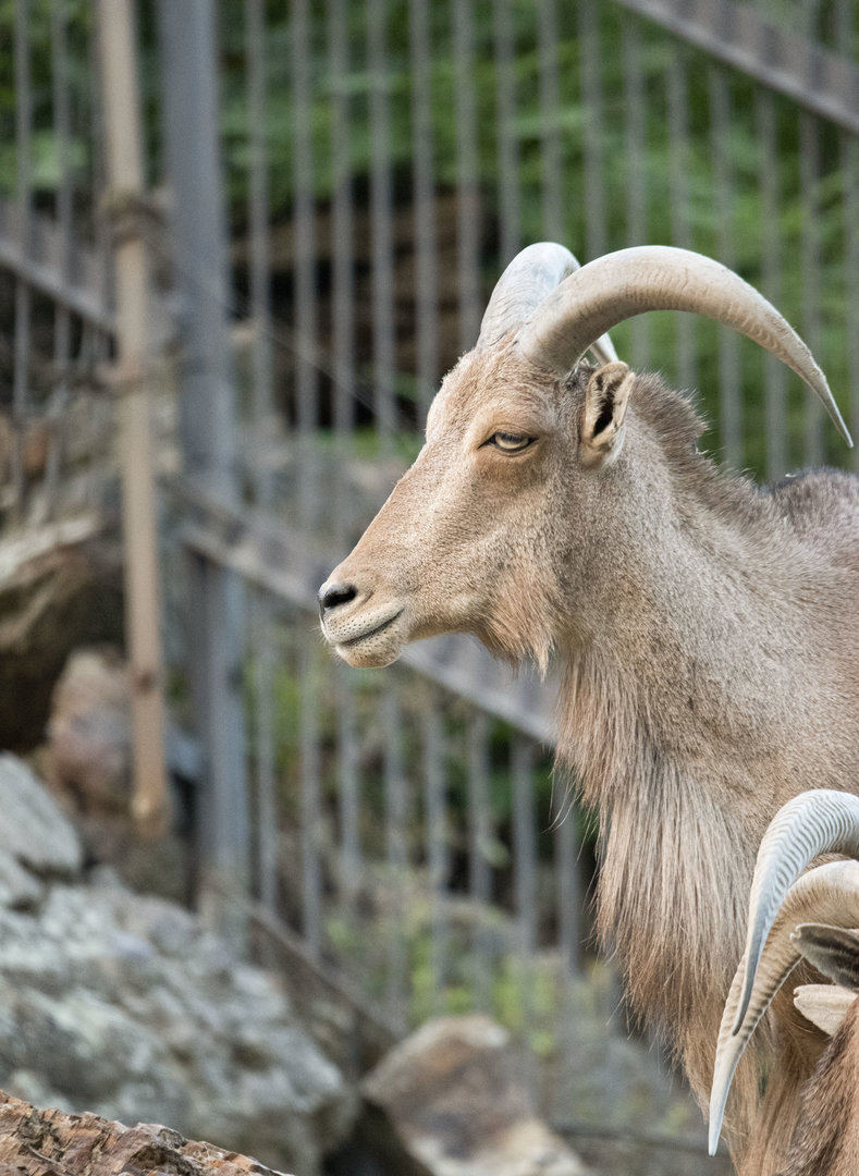 Aoudad (Ammotragus lervia)