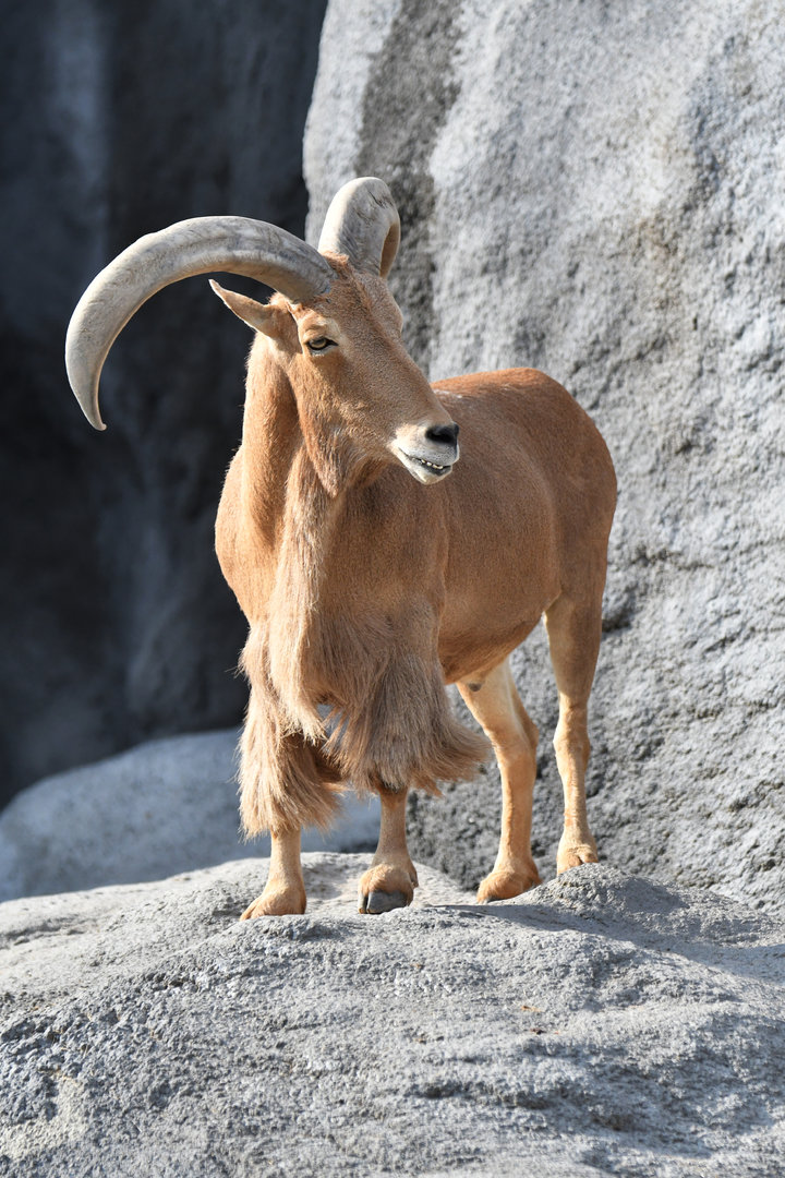 Aoudad Ammotragus lervia