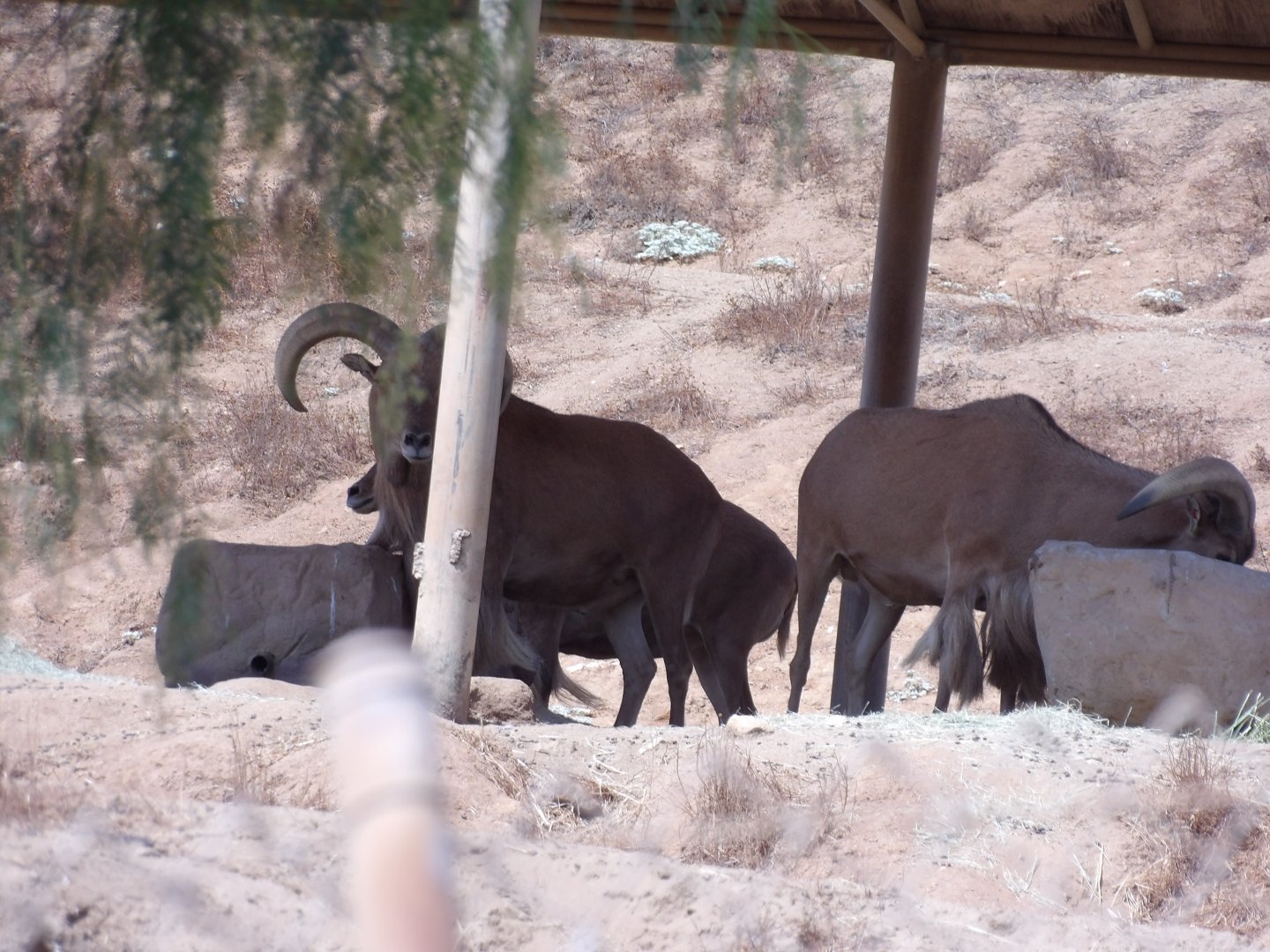 Aoudad(Ammotragus lervia)
