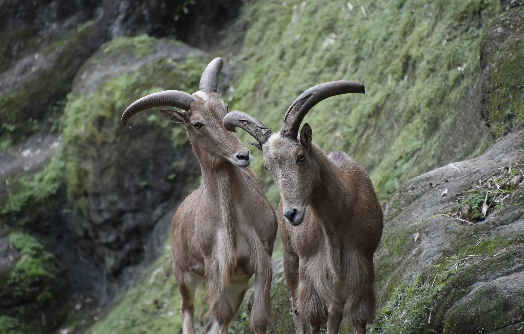 Aoudad (Ammotragus lervia)