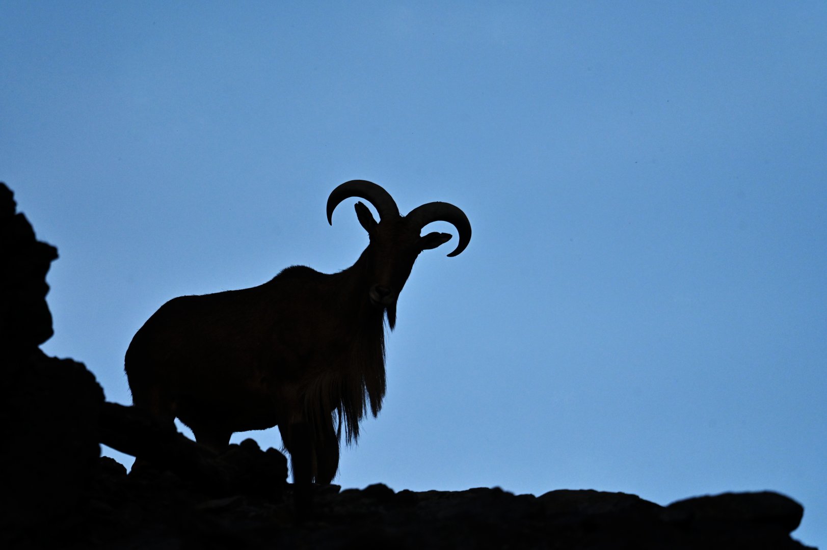 Aoudad (Ammotragus lervia)