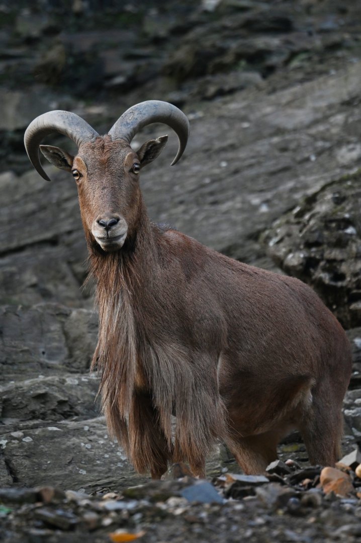 Aoudad (Ammotragus lervia)