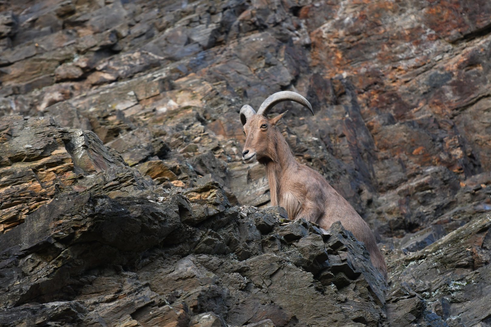 Aoudad (Ammotragus lervia)
