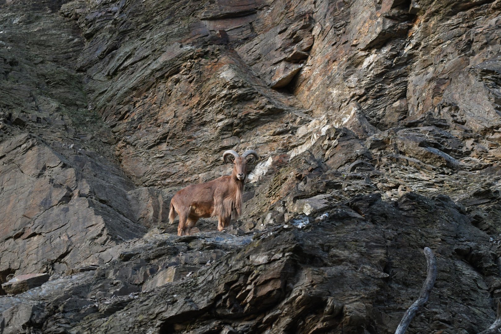 Aoudad (Ammotragus lervia)