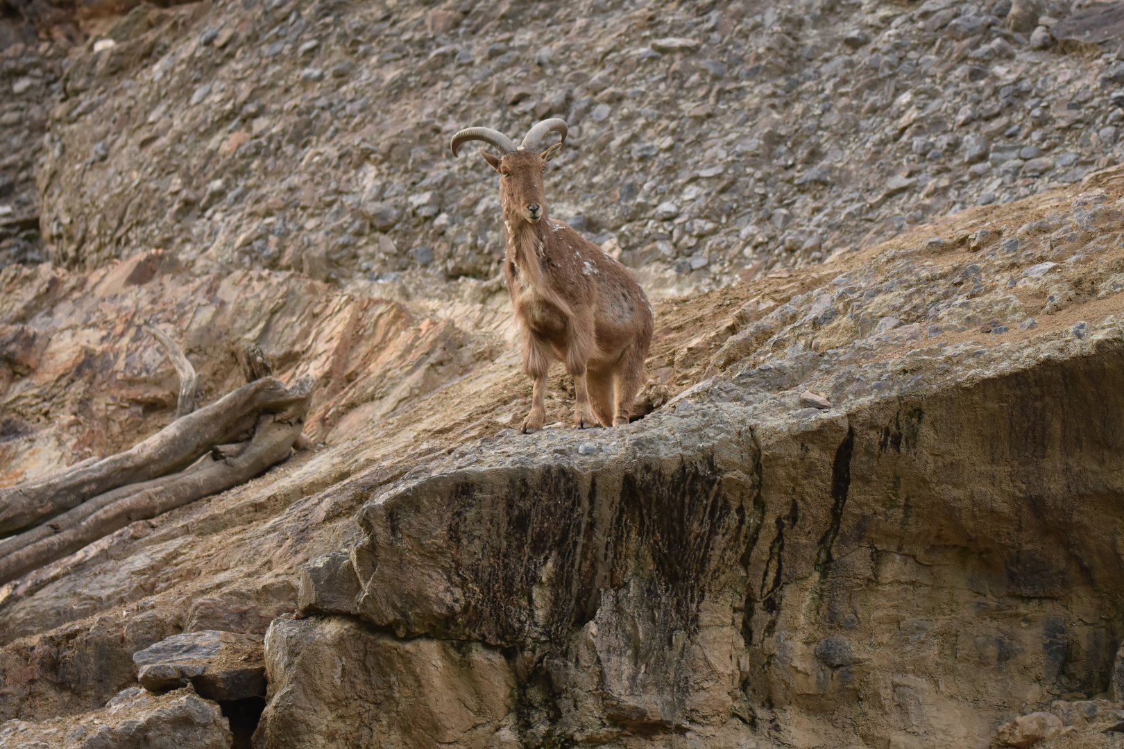 Aoudad Ammotragus lervia