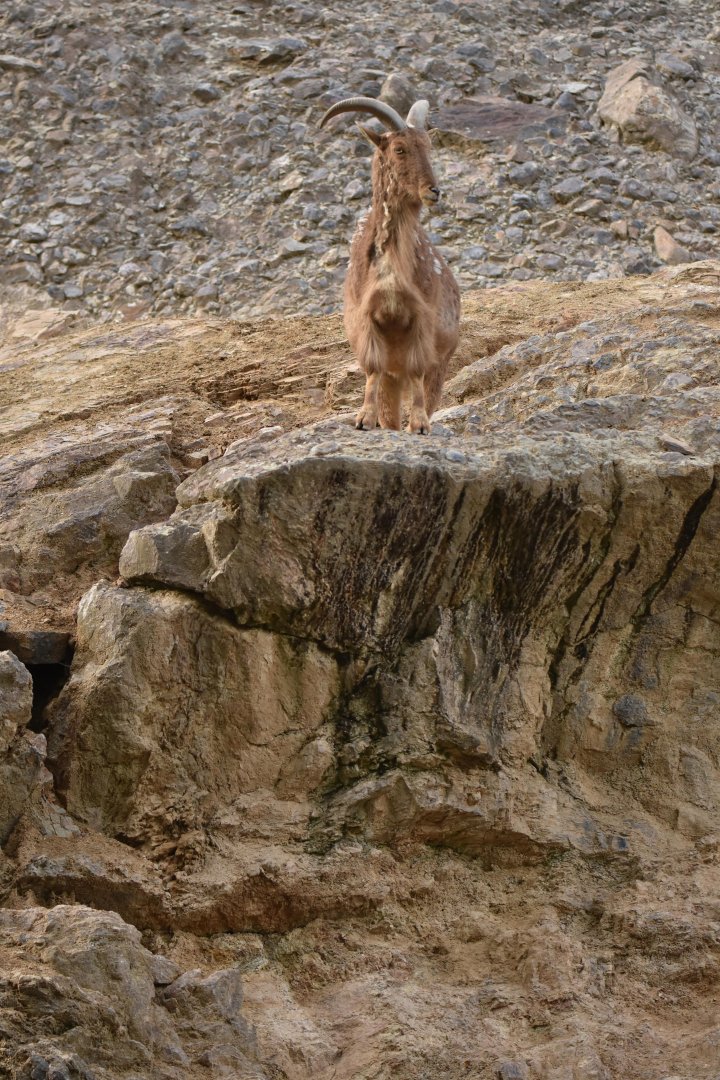 Aoudad Ammotragus lervia