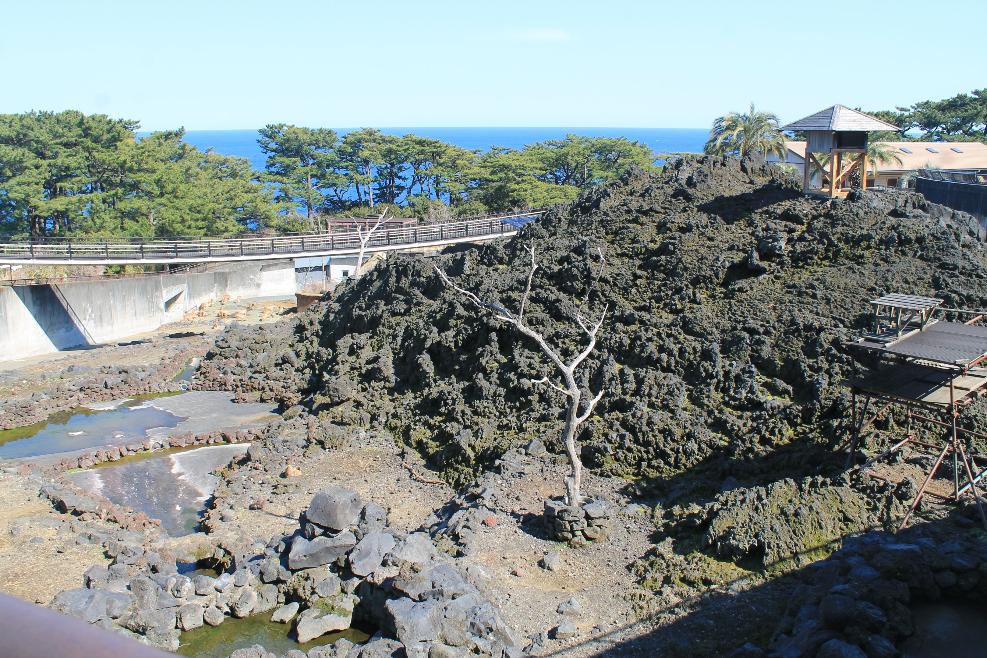 Aoudad and Lemur enclosure - Oshima Park Zoo