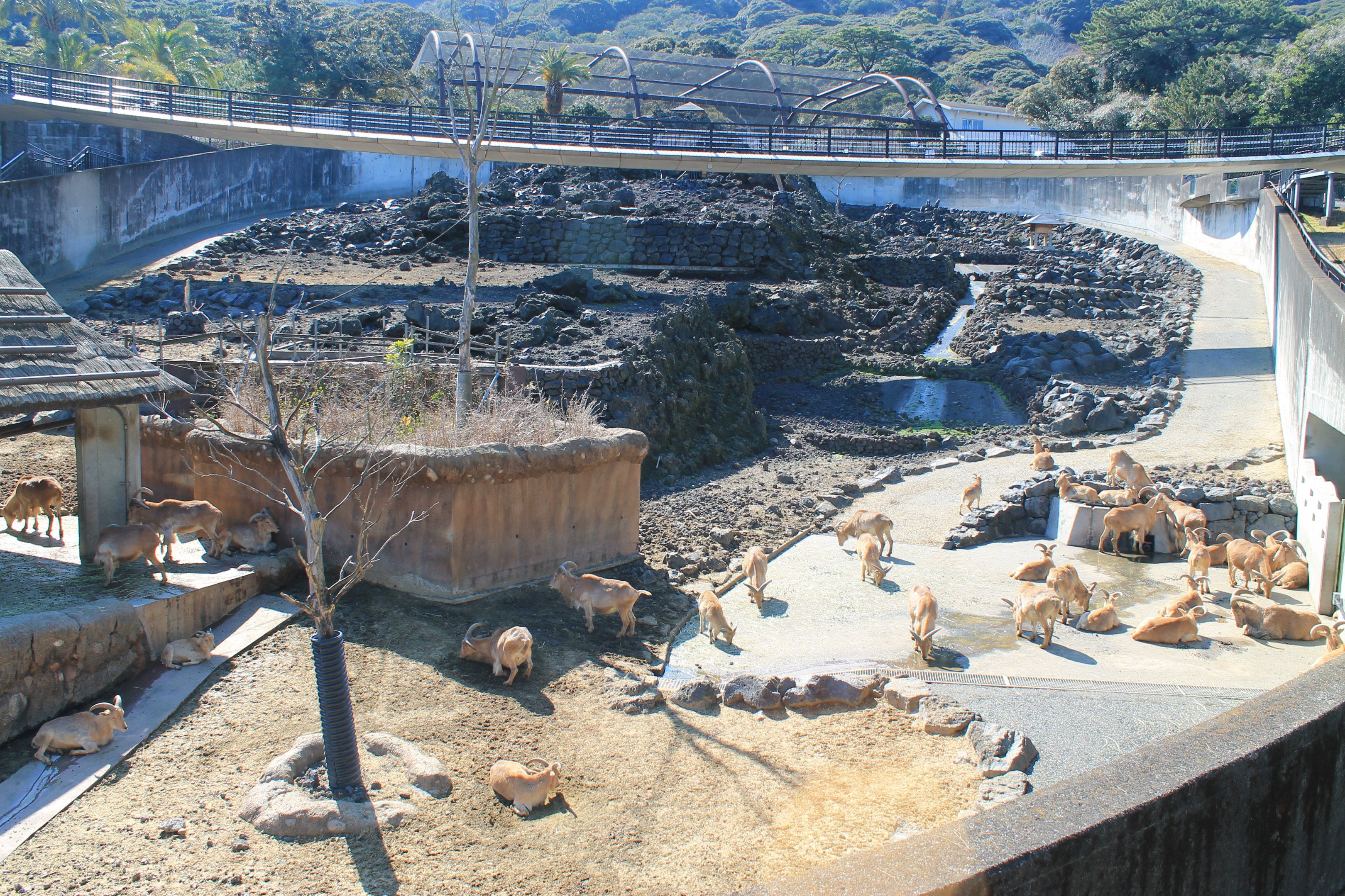 Aoudad and Lemur enclosure - Oshima Park Zoo