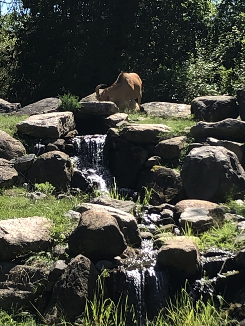 Aoudad - August, 2020