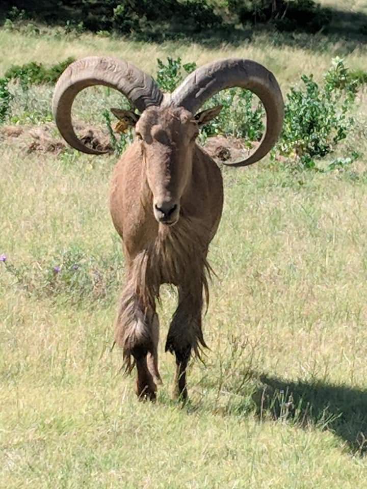 Aoudad/Barbary sheep (Ammotragus lervia)