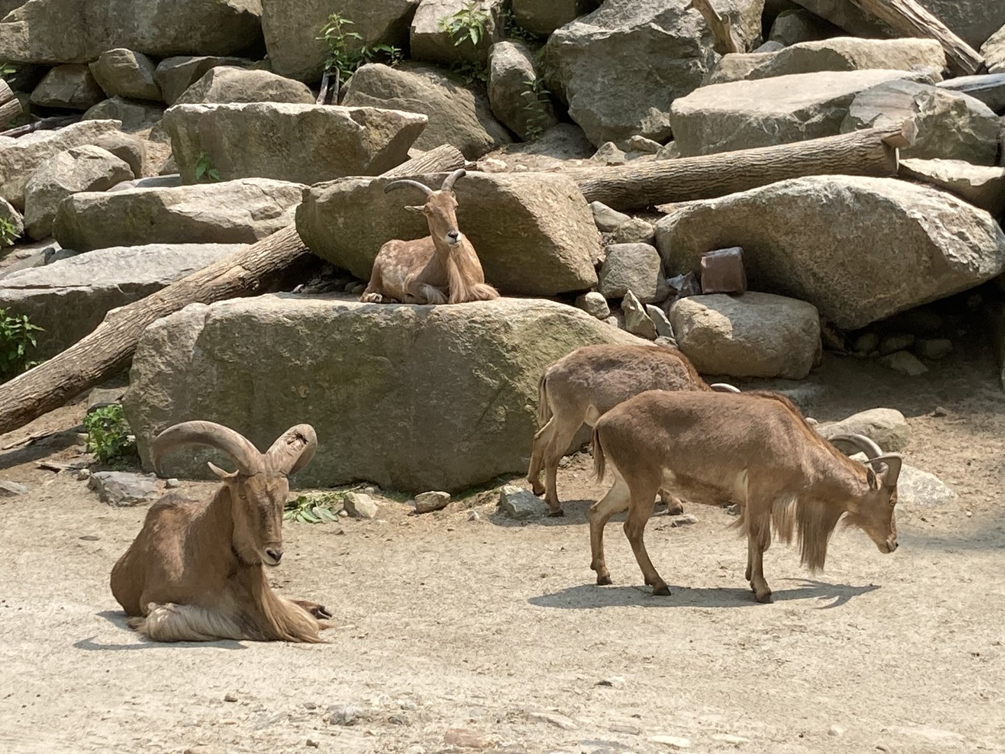 Aoudad / Barbary Sheep