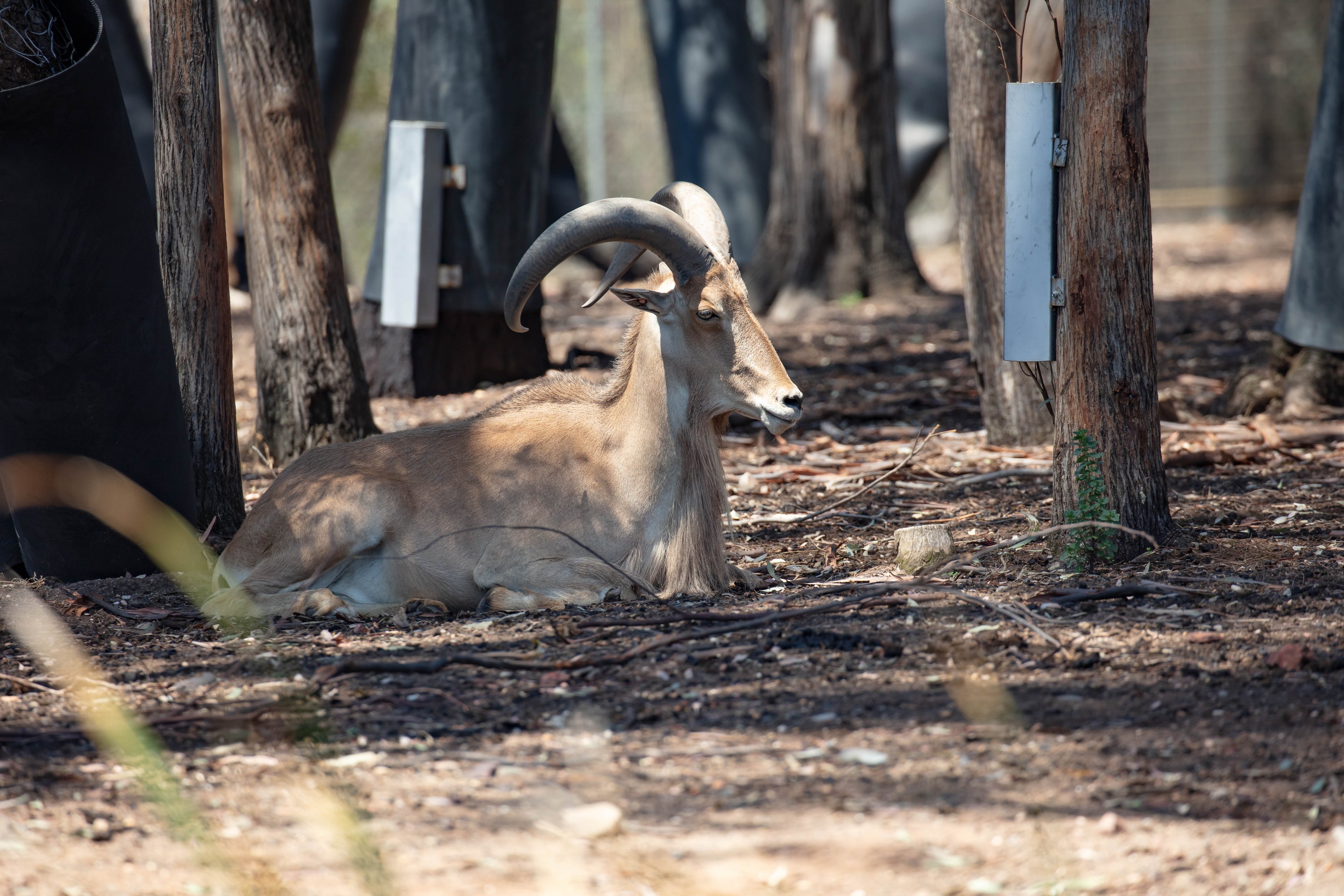 Aoudad (Barbary Sheep)