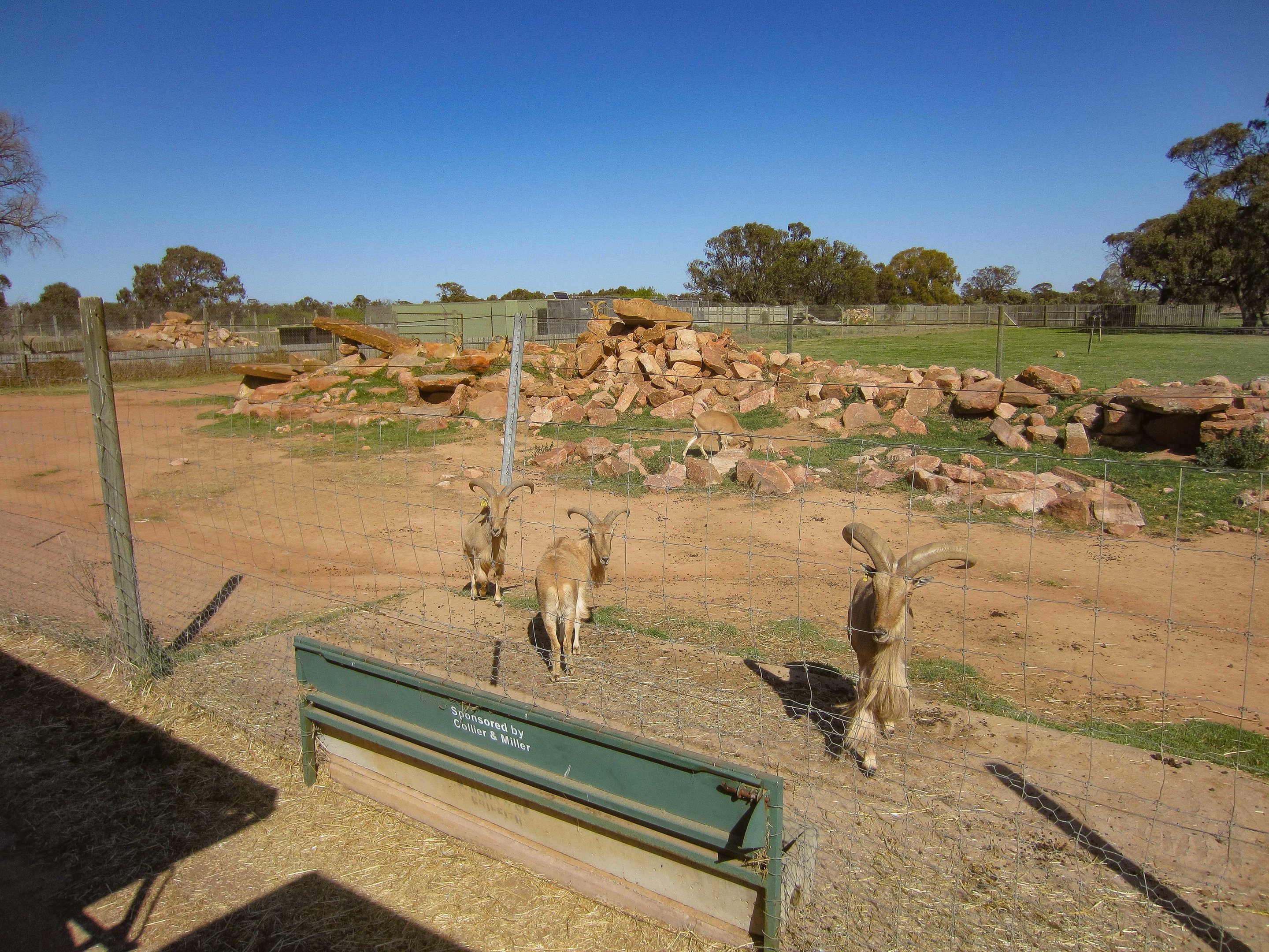 Aoudad enclosure