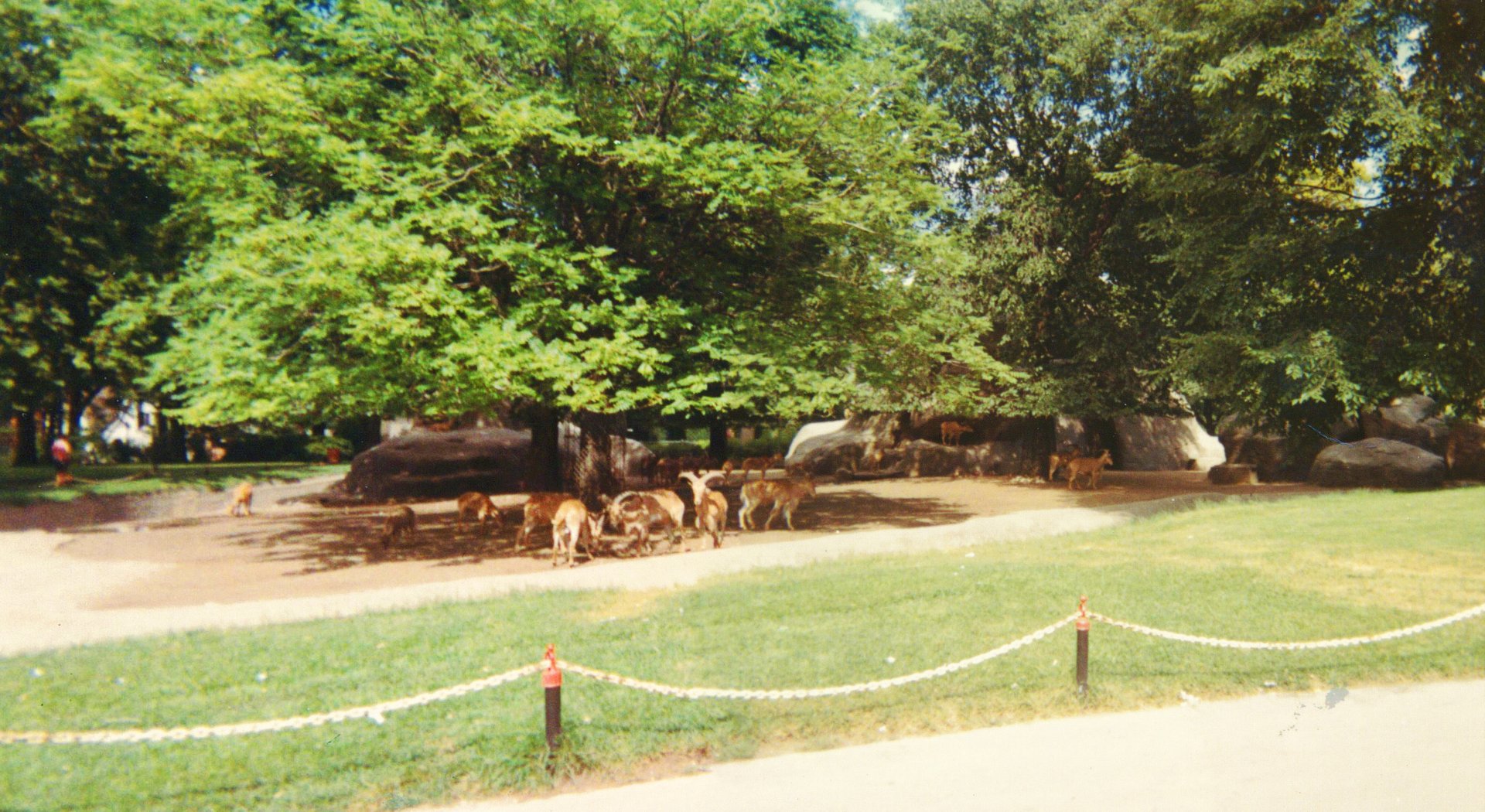 Aoudad Exhibit 1966