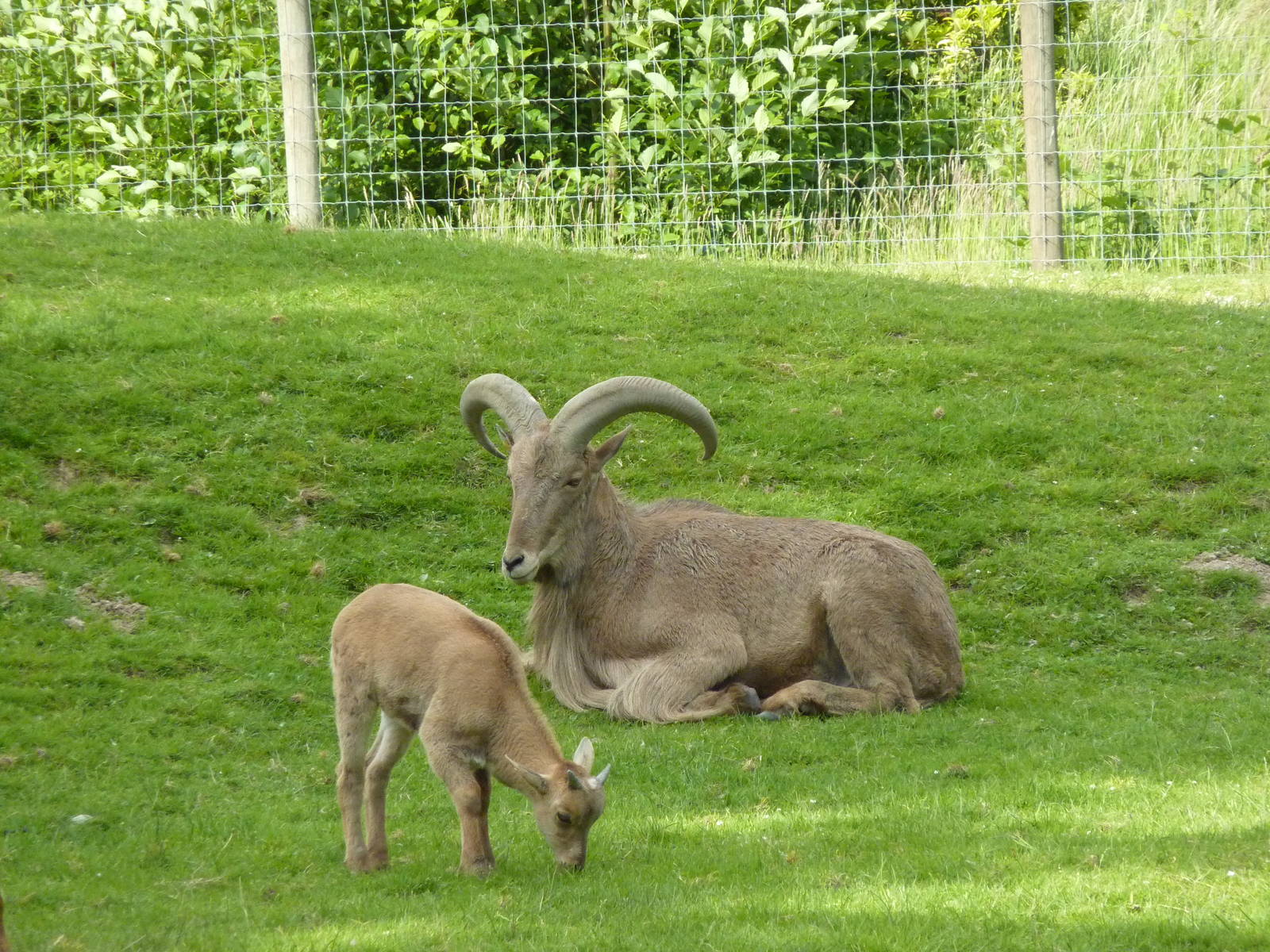 Aoudad - Father + Offspring