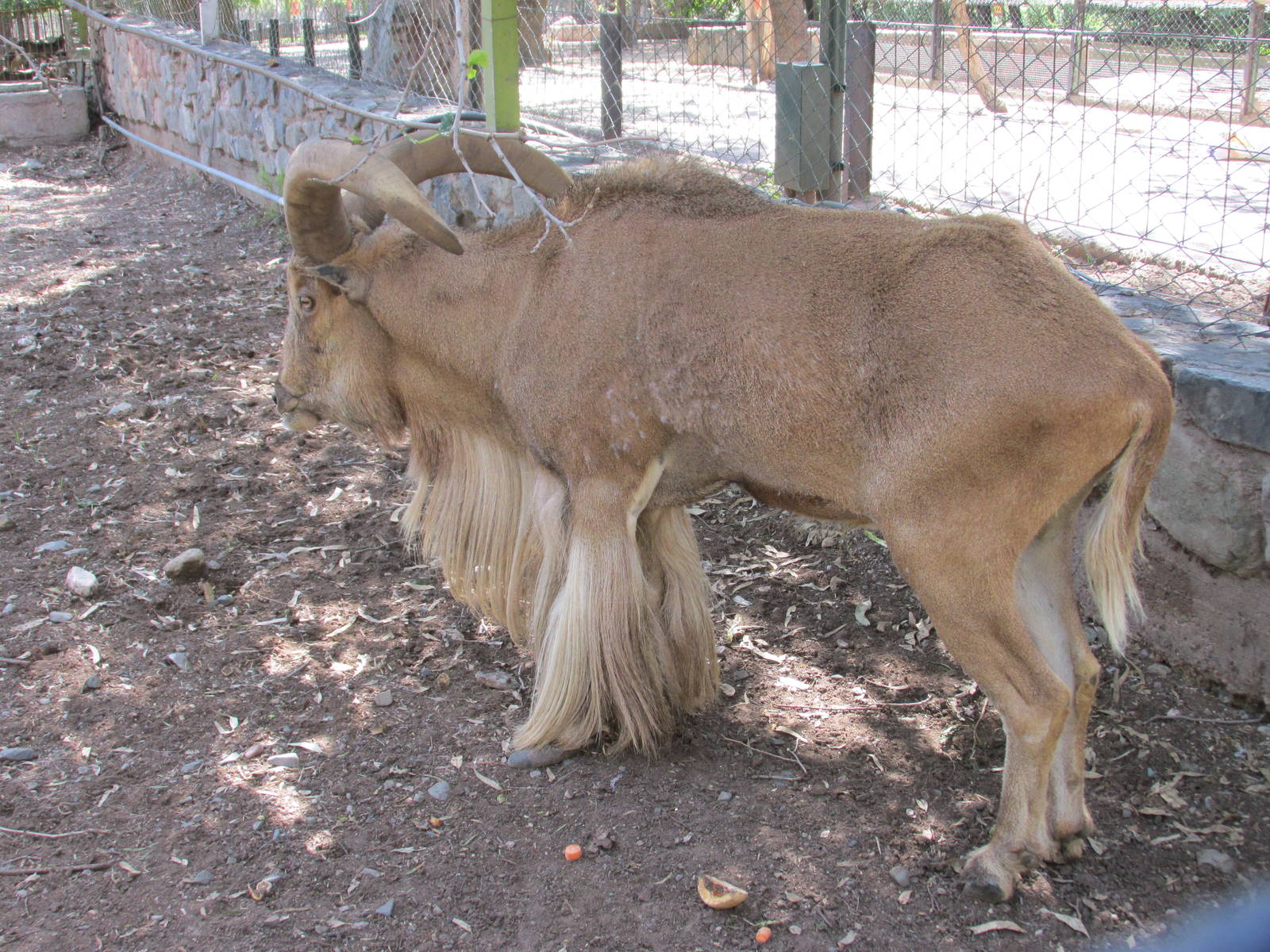 aoudad mendoza zoo