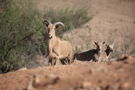 aoudad mom with twins