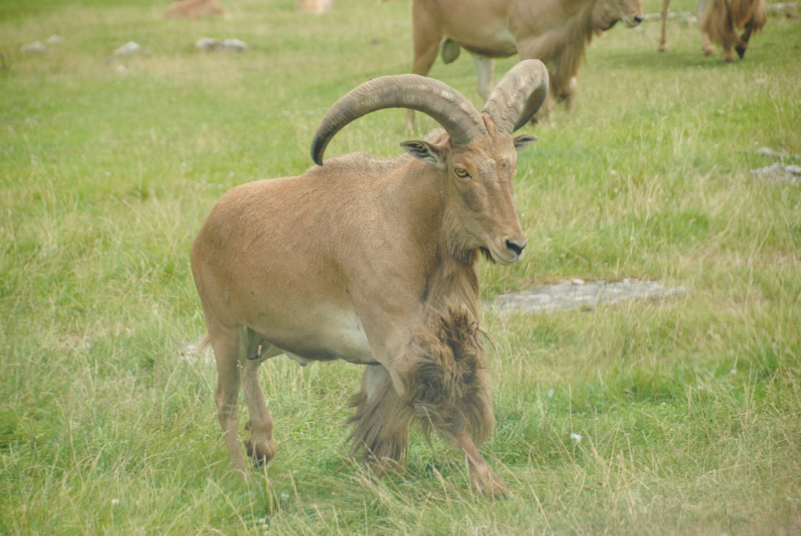 Aoudad (Rocky Ridge Veldt)