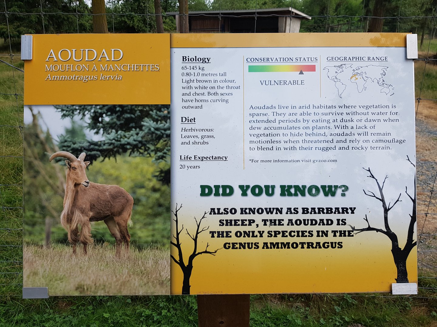 Aoudad Sign