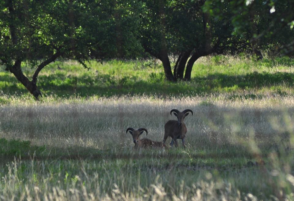 Aoudad - Texas