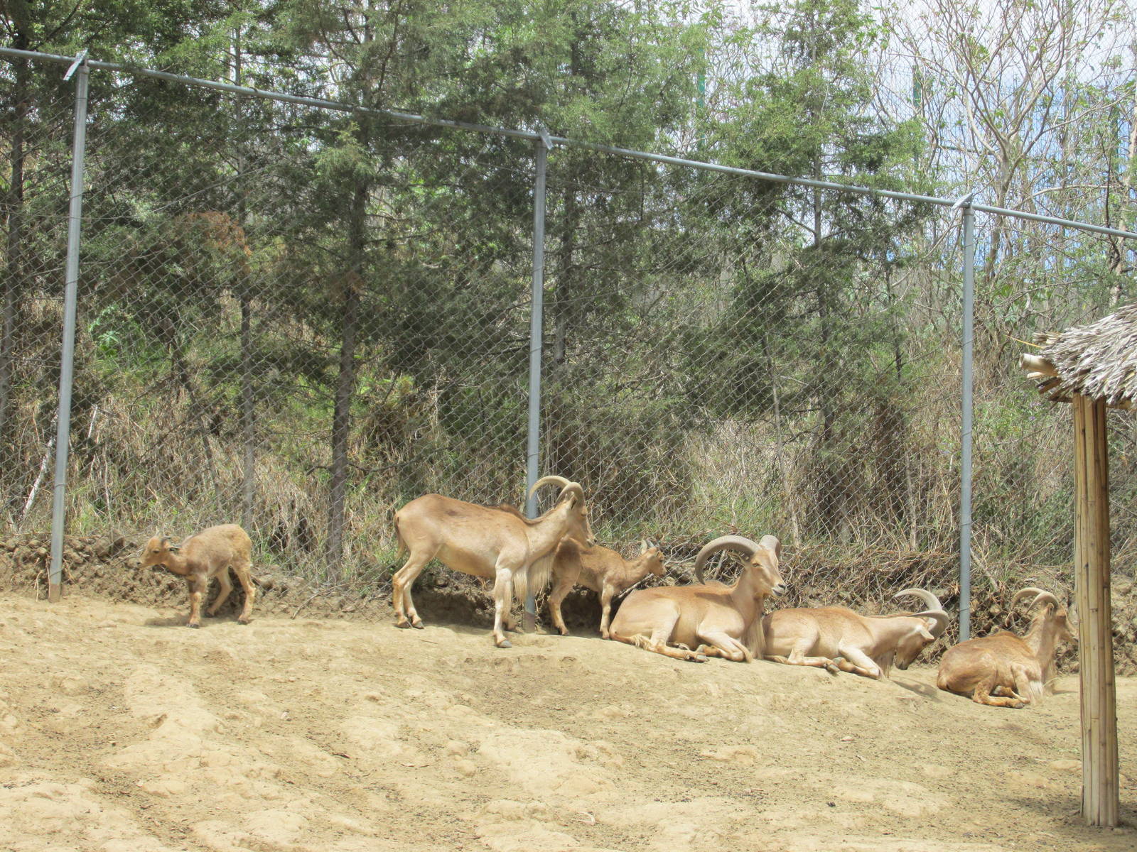 aoudad zoologico del altiplano