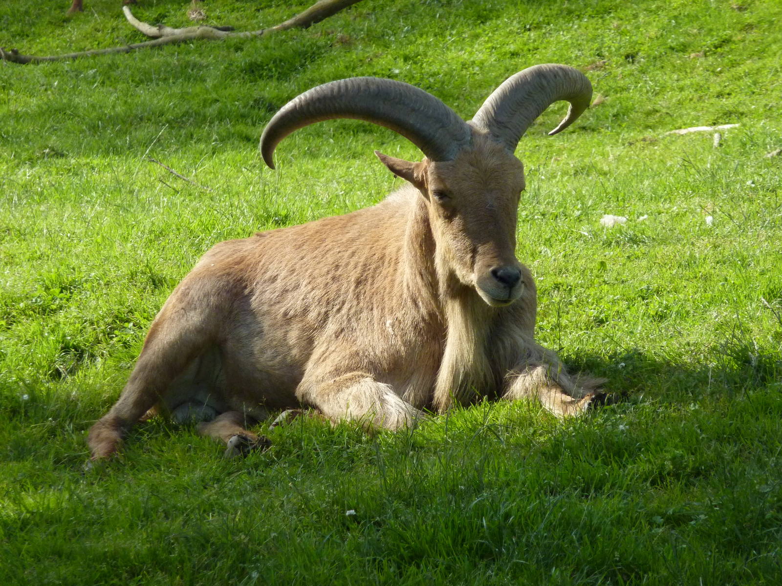 Aoudad