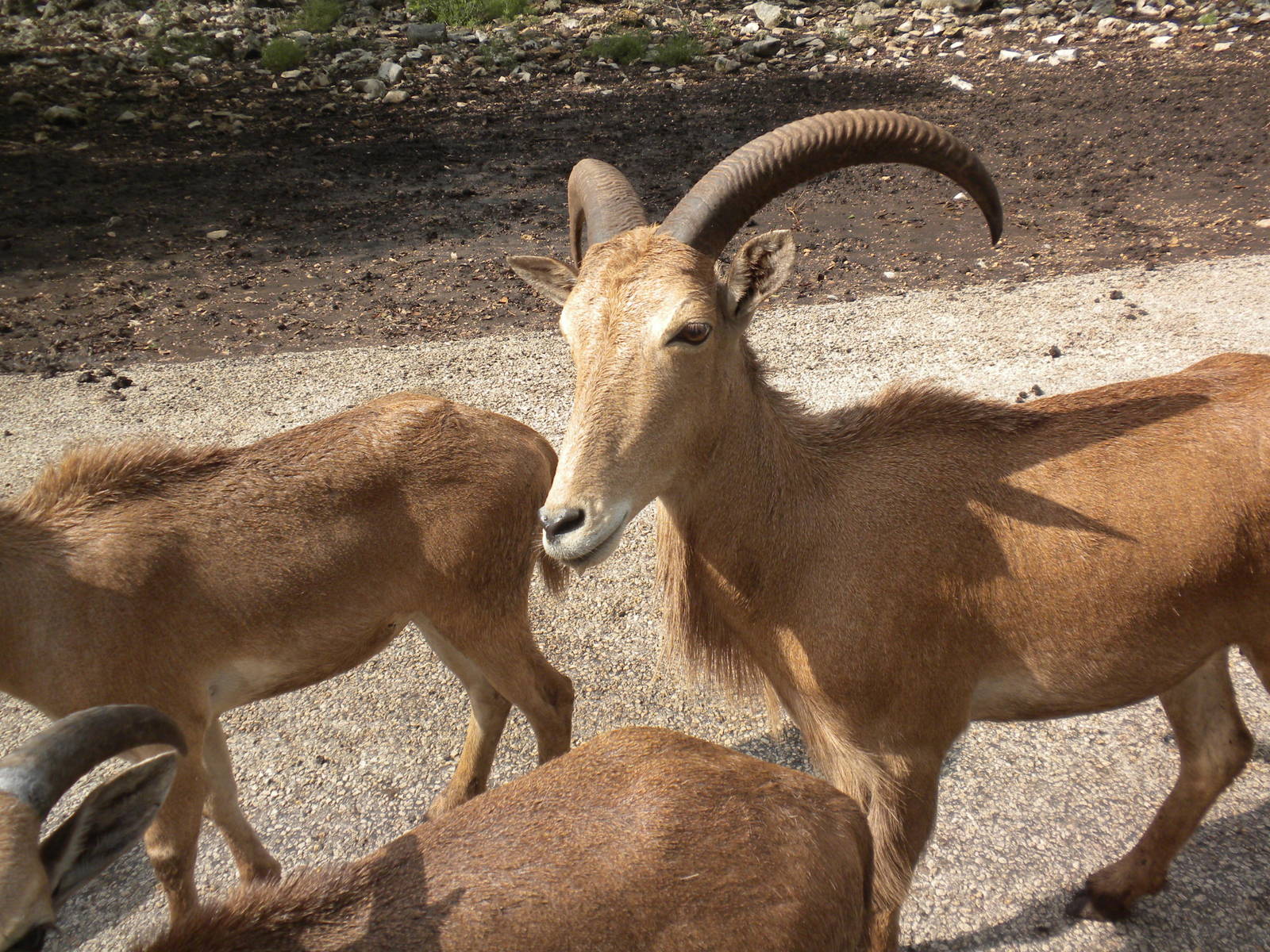 Aoudad