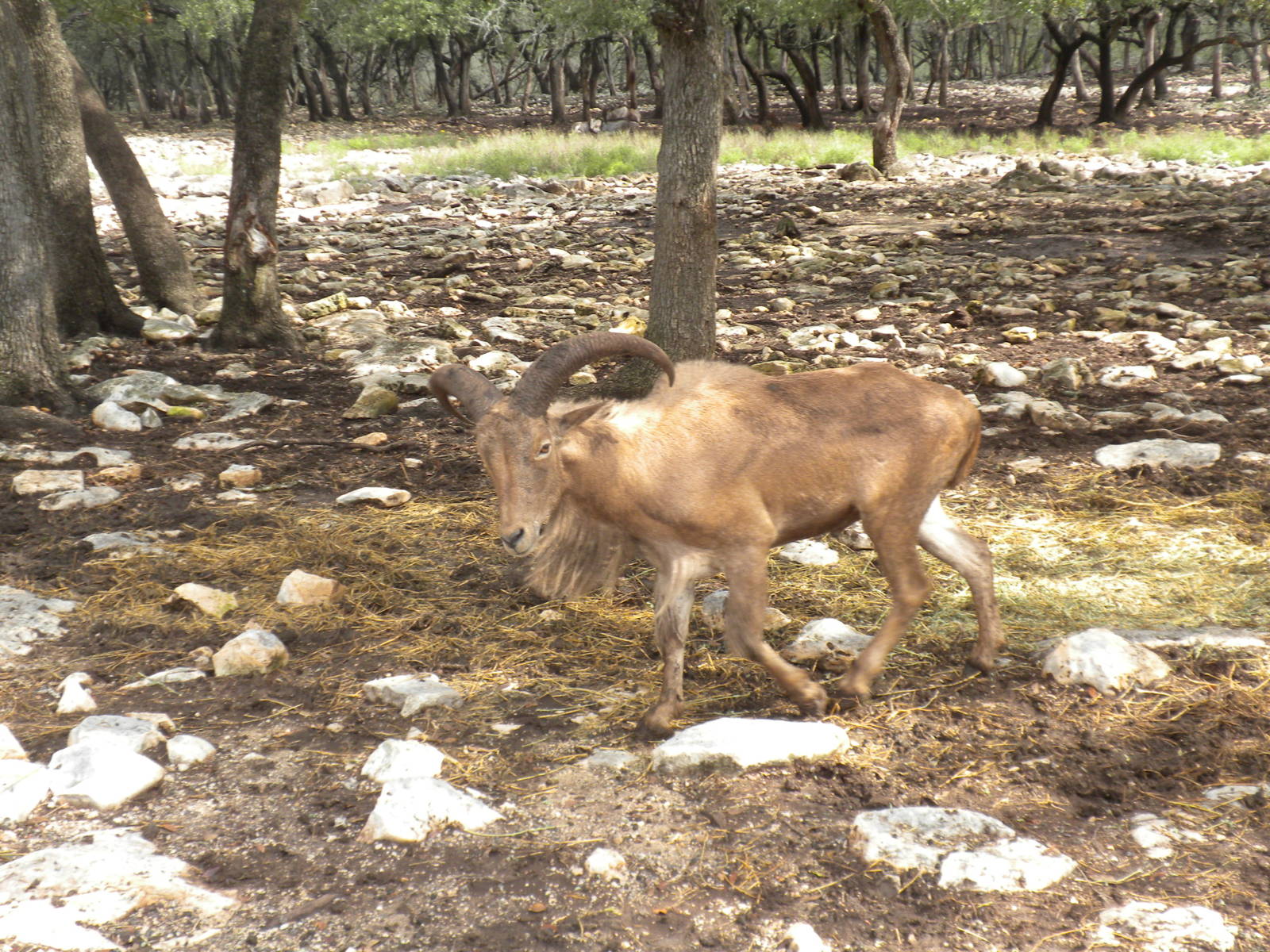 Aoudad