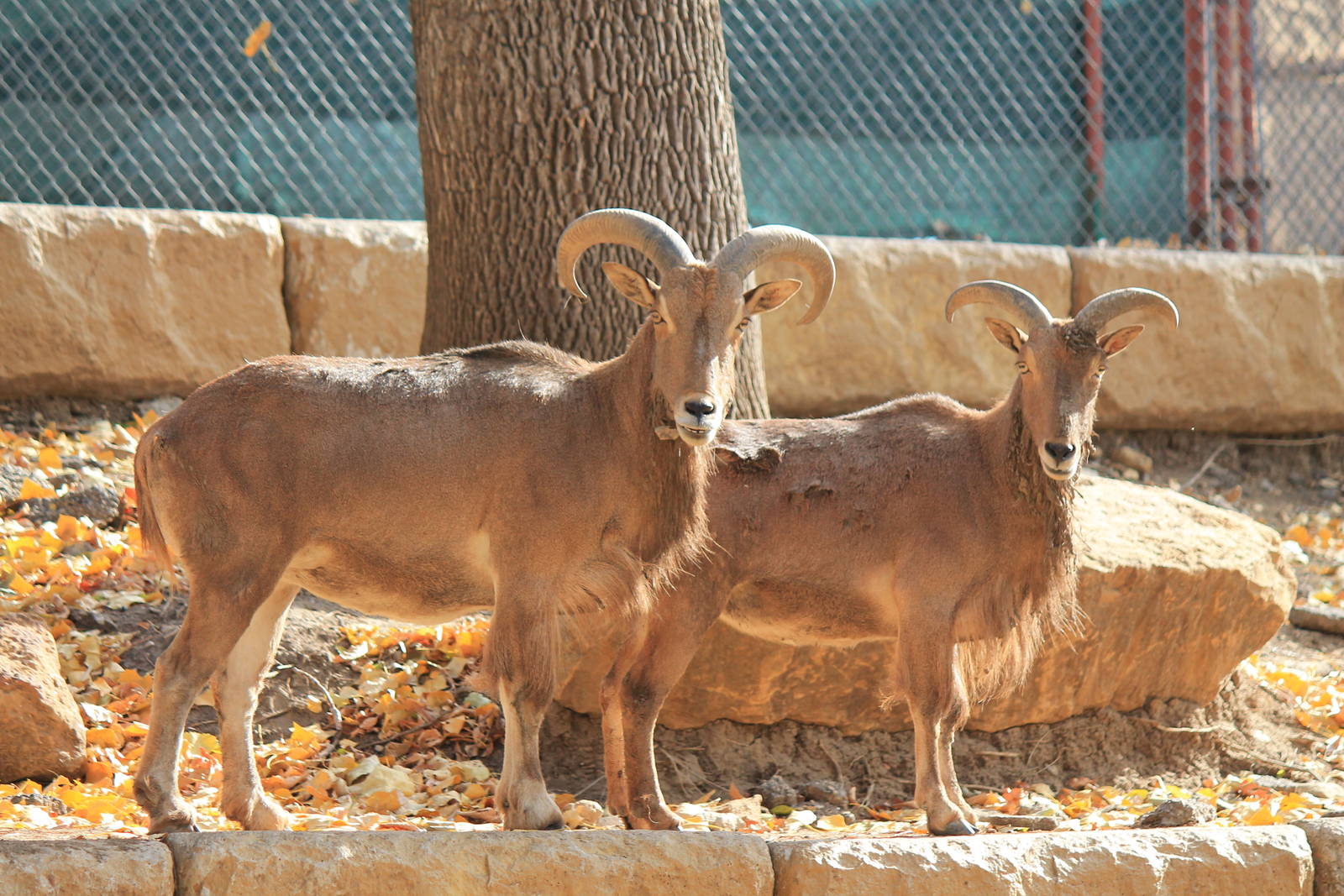 Aoudad